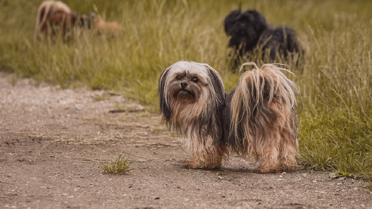 Lhasa Apso