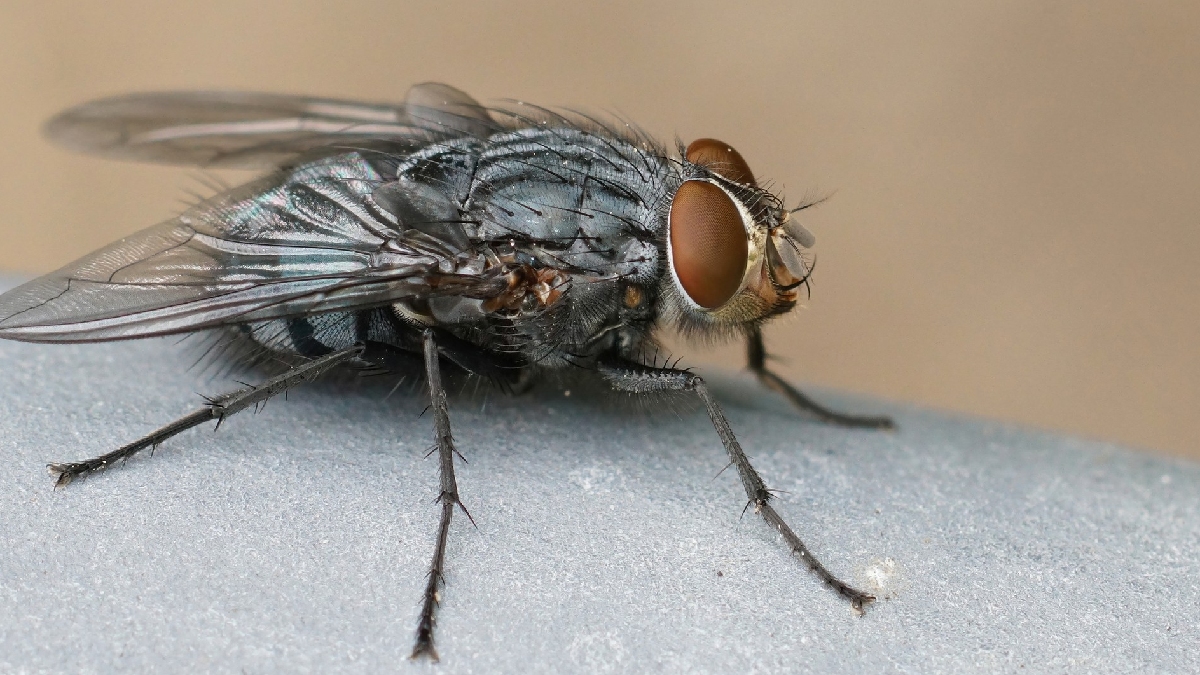 Mosca