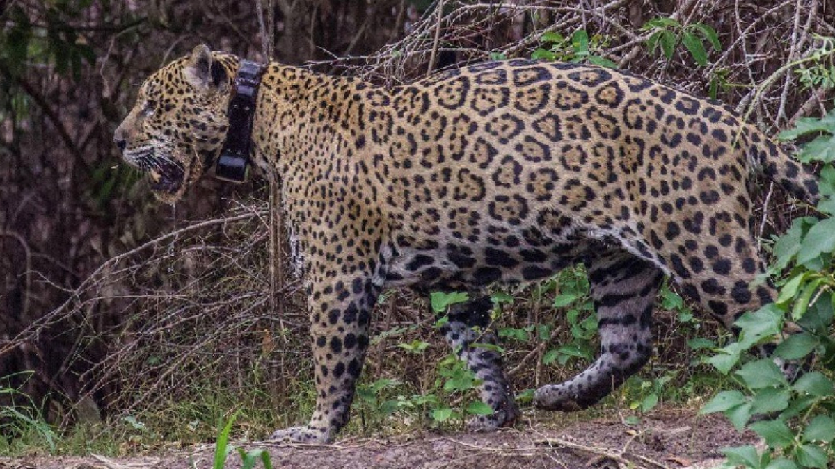 O flagrante mostra Ousado em plena atividade de caça, evidenciando sua recuperação completa após o resgate de 2020 (Reprodução: Conexão Planeta)