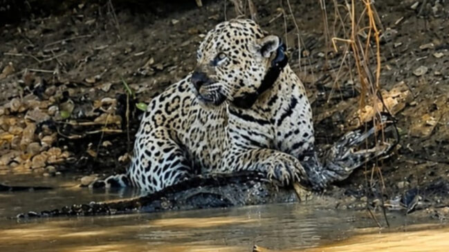 A onça-pintada Ousado foi registrada atacando um jacaré seis anos após ser devolvida à natureza no Pantanal (Reprodução: Rodrigo-Menezes/ Pantanal Safaris)