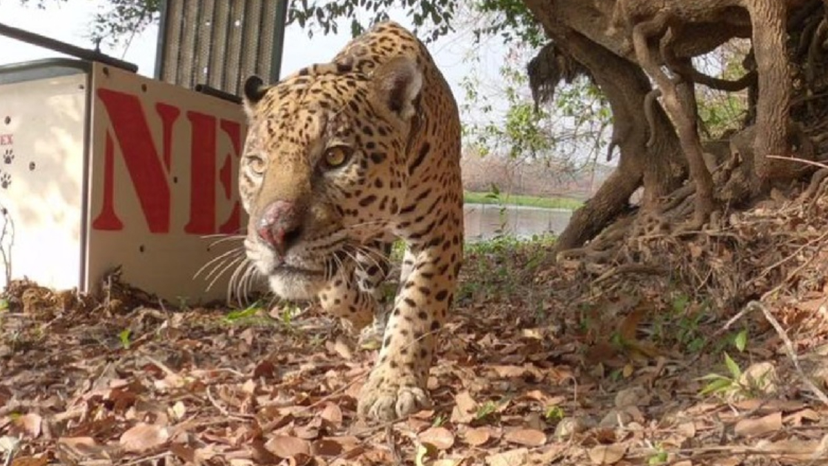 Seis anos após sobreviver às queimadas no Pantanal, Ousado reaparece em uma cena que comprova seu retorno à vida selvagem (Foto: Cesar Leite/ Ampara Silvestre)