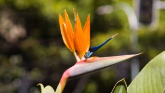 Rara e exótica, a Magnolia bird ganha destaque pela anatomia de seus botões, que simulam perfeitamente a silhueta de uma ave. (Foto: saplak/pexels)