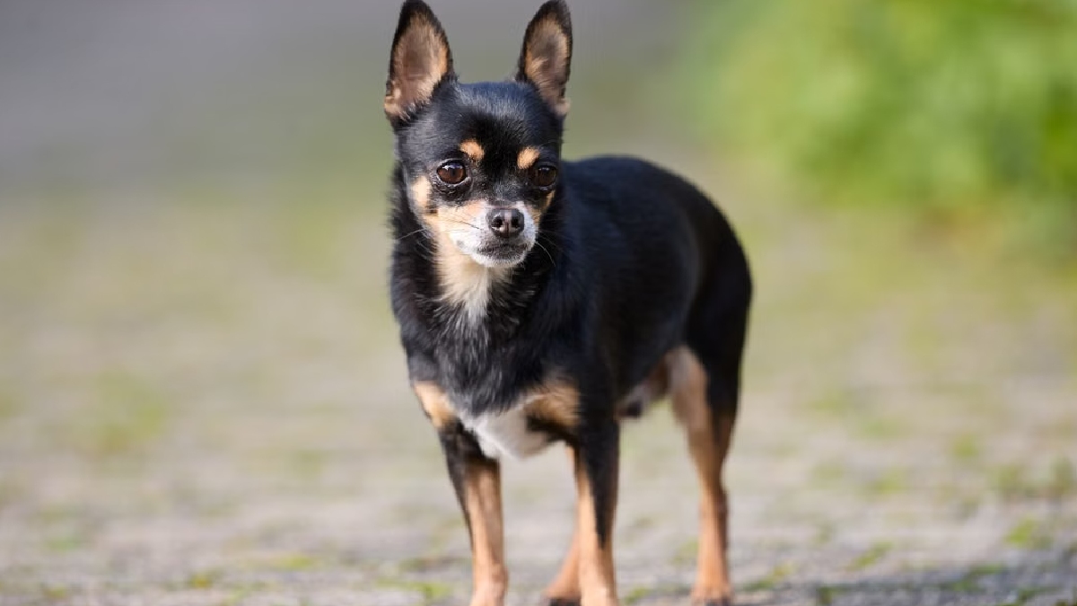 Pinscher