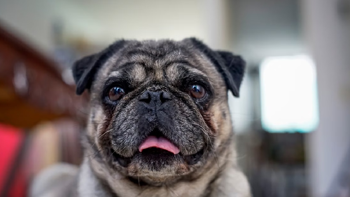 Pug