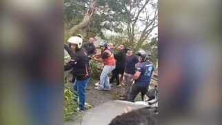 Árvore na Radial Leste/Reprodução/ Redes sociais