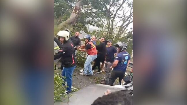 Árvore na Radial Leste/Reprodução/ Redes sociais