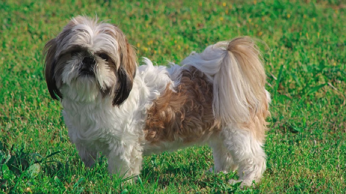 Shih tzu