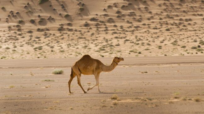 Seca chegou em níveis históricos e a temperatura já passa de 50°C (Foto: Divulgação/Freepik)