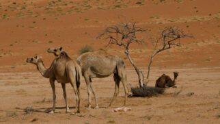 Ondas de calor e falta de água estão afetando a saúde dos camelos e colocando em risco rebanhos importantes para comunidades do Chifre da África (Foto: Divulgação/Freepik)