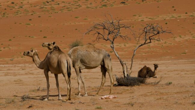 Ondas de calor e falta de água estão afetando a saúde dos camelos e colocando em risco rebanhos importantes para comunidades do Chifre da África (Foto: Divulgação/Freepik)