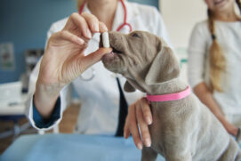 Prebióticos e probióticos ajudam a manter a saúde intestinal dos cães, mas cada um exerce uma função diferente no organismo (Foto: Freepik)