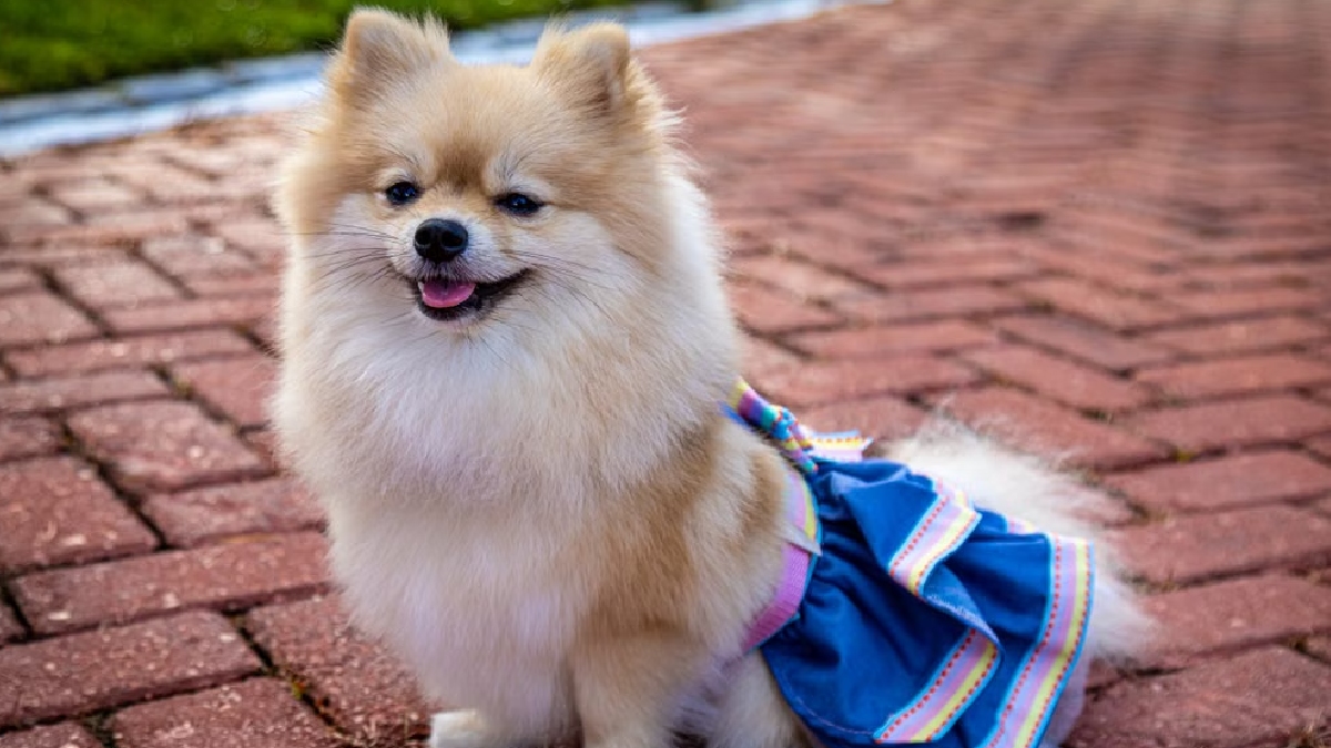 Spitz Alemão