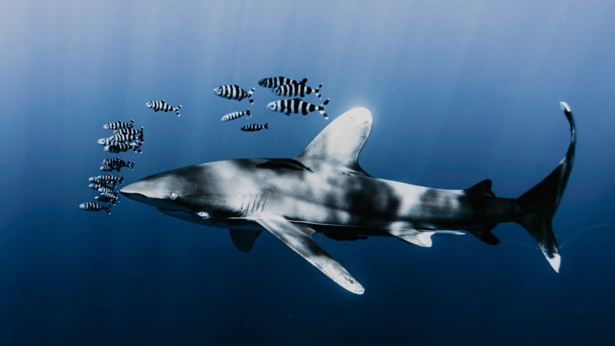 Tubarão no mar/Daniel Torobekov/Pexels