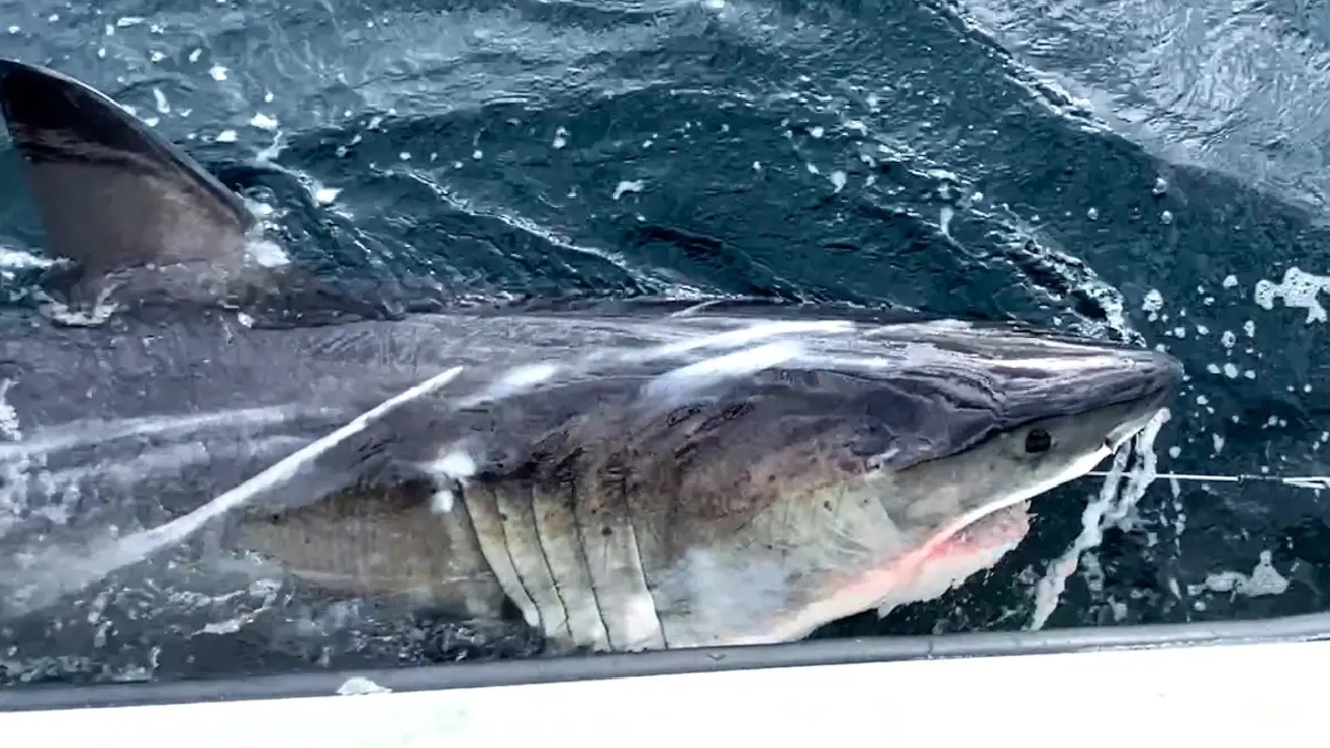 Tubarão-branco Ripple/Ocearch