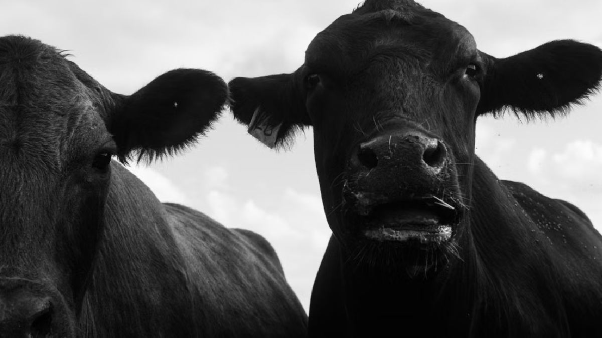 Vaca preta