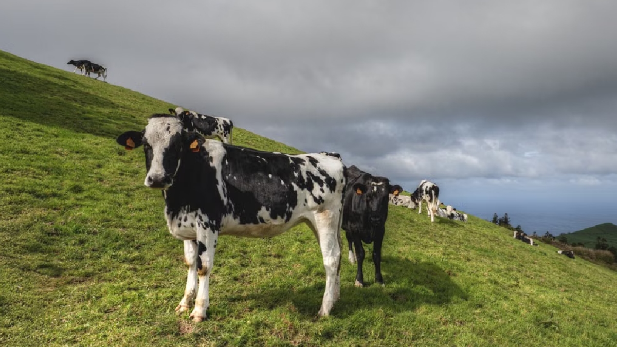 Vacas na grama