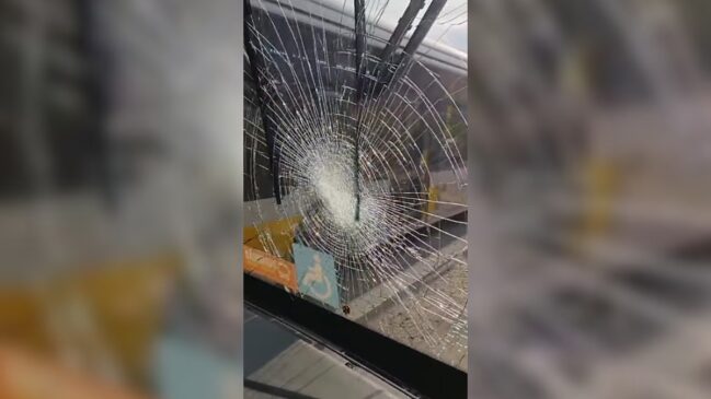 Galinha morre atropelada na Avenida Aricanduva/Reprodução/Instagram