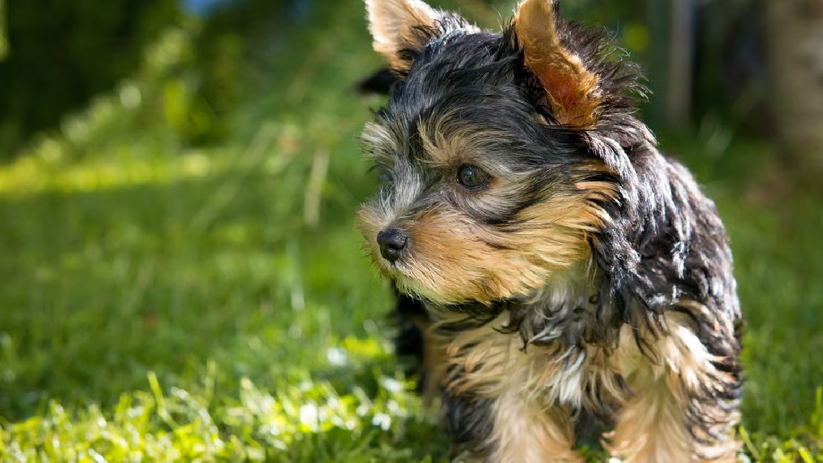 Yorkshire Terrier