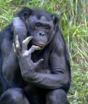Ela passou 26 anos longe da irmã, mas o olhar do bonobo revelou uma lembrança que resistiu ao tempo 