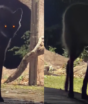 Mulher sai do quarto em busca de sinal de Wi-Fi e dá de cara com animal de 1 metro que parece um ‘lobisomem’ no Pantanal