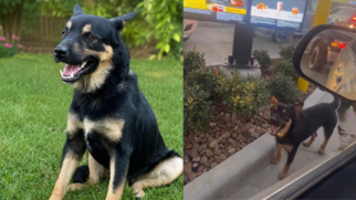 A rotina de Big Mac mudou após o resgate: o cachorro deixou a fila do drive-thru e passou a receber comida e cuidados em segurança. (Foto: Divulgação/Mike’s Chance Animal Rescue e Reprodução/Zully Vasquez Ventura)