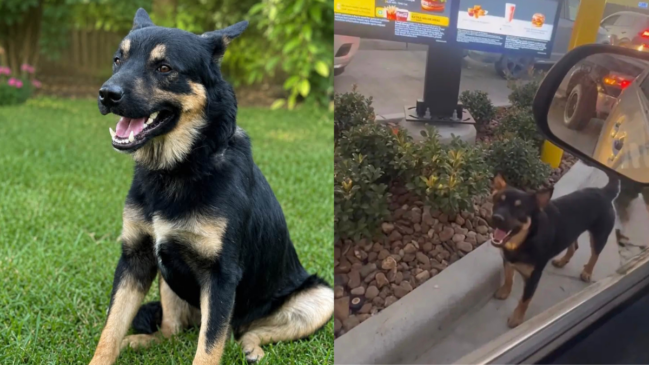 A rotina de Big Mac mudou após o resgate: o cachorro deixou a fila do drive-thru e passou a receber comida e cuidados em segurança. (Foto: Divulgação/Mike’s Chance Animal Rescue e Reprodução/Zully Vasquez Ventura)