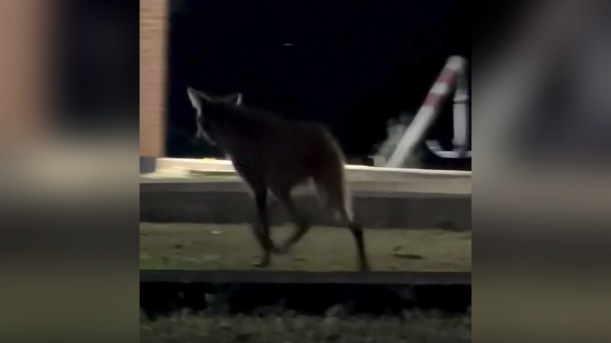 Animal surpreendeu a documentarista