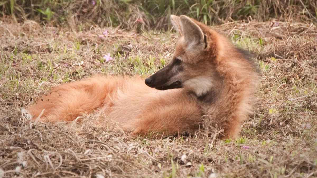Imagem do animal deitado