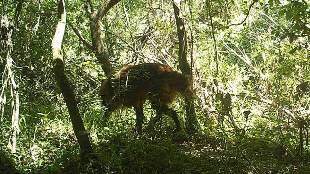 Com hábitos solitários, o animal costuma circular por áreas abertas do Cerrado