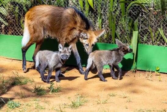 Filhotes de lobo-guará nascidos no Zoológico de São Paulo /Reprodução/Zoológico de SP