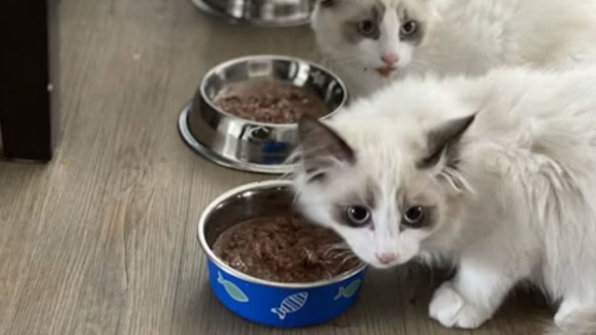 gatos