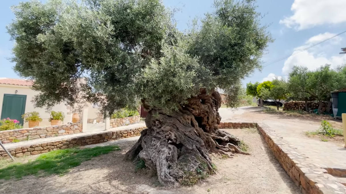 Com tronco de 12,5 metros de circunferência, a oliveira milenar é um dos símbolos da pequena vila de Vouves (Reprodução: Vaccation in Crete/ YouTube)