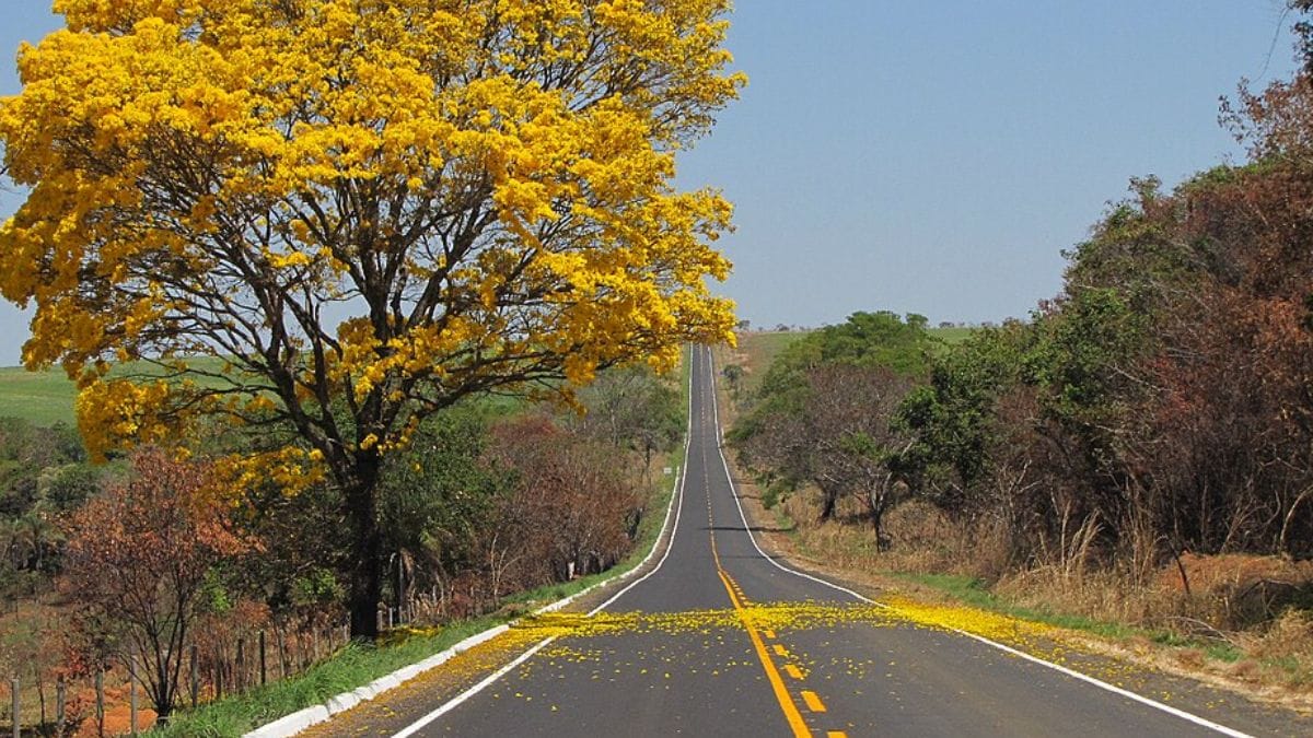 ipê