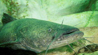 Bagre de 2,12 metros impressionou dois pescadores após uma intensa luta de 20 minutos no rio Saône, na França (Foto: Fish and Wildlife Service)