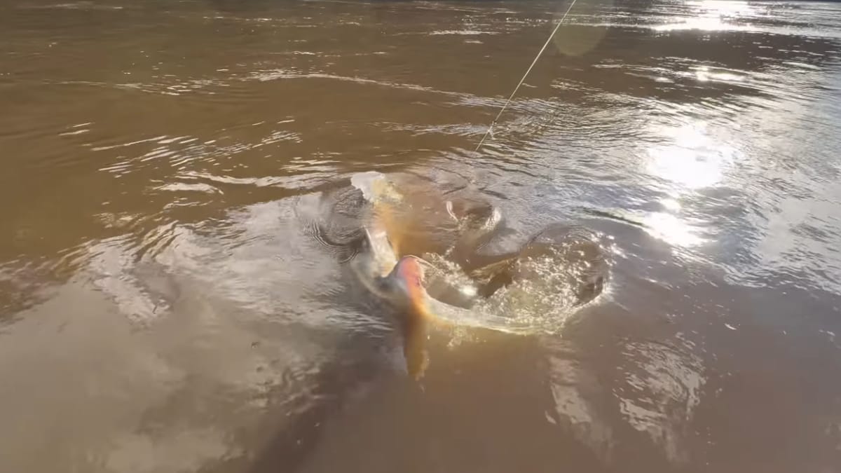 O peixe de mais de dois metros chamou atenção pelo tamanho e pela coloração escura, descrita pelos pescadores como "magnífica (Reprodução: Johnny Hoffmann Oficial/ YouTube)