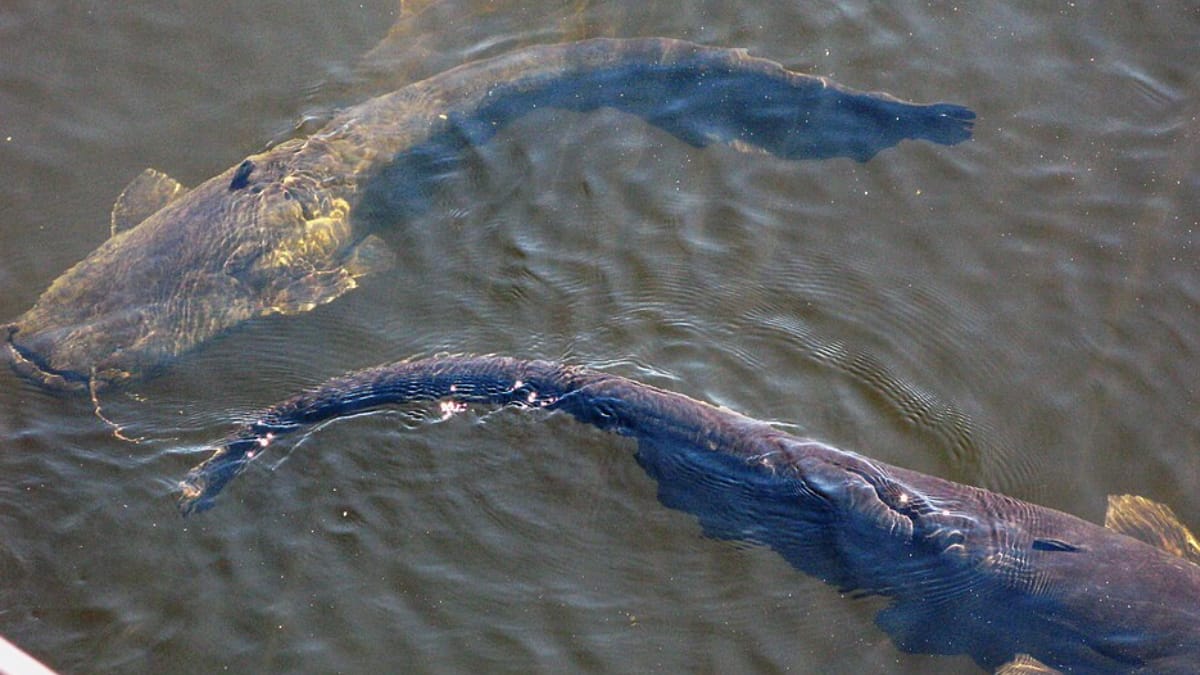 A captura aconteceu durante uma pescaria de rotina no rio Saône e rapidamente repercutiu entre amantes da pesca esportiva (Foto: Sirujs Enobs/ Wikimedia Commons)
