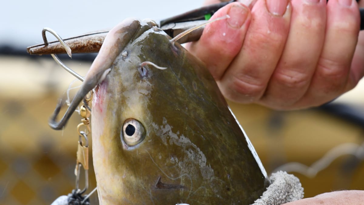 Com 2,12 metros de comprimento, o bagre é um dos maiores peixes de água doce encontrados em rios europeus (Foto: Brian Forsyth/ Pexels)