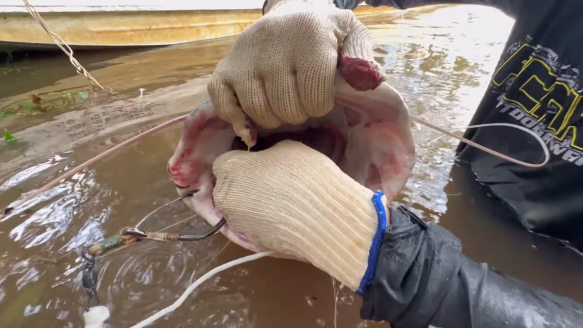 O exemplar gigante foi medido, fotografado e solto em segurança logo após a captura pelos pescadores franceses (Reprodução: Johnny Hoffmann Oficial/ YouTube)