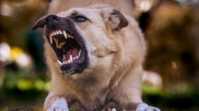 Cachorro bravo (Foto_ Alexas Fotos_Pexels)