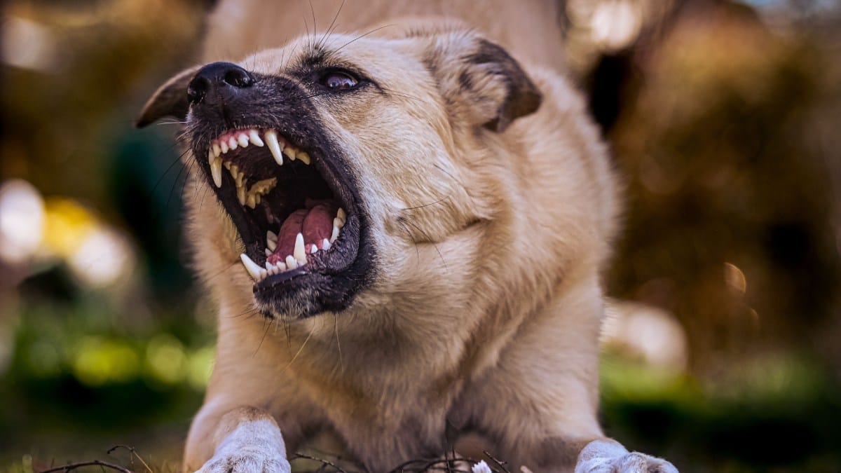 Cachorro bravo (Foto_ Alexas Fotos_Pexels)