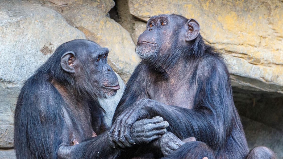 Cristais de quartzo chamaram a atenção dos chimpanzés, que chegaram a transportá-los para outros locais (Foto: Guerrero De la Luz/ Pexels)