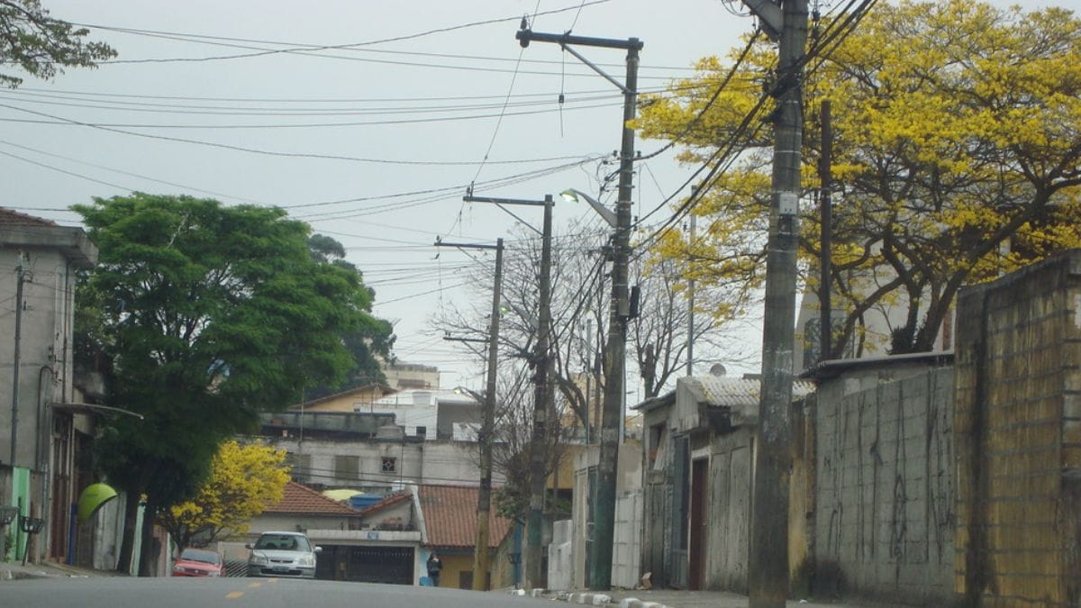 ipê