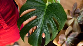 Costela-de-adão Monstera deliciosa (Foto_ Magnific)