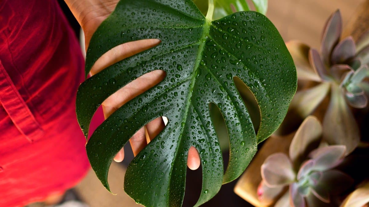Costela-de-adão Monstera deliciosa (Foto_ Magnific)