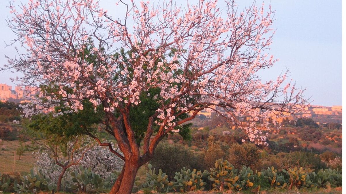 maior amendoeira