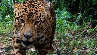 Onça/ Foto: Divulgação/Rede de Especialistas em Conservação da Natureza (RECN)