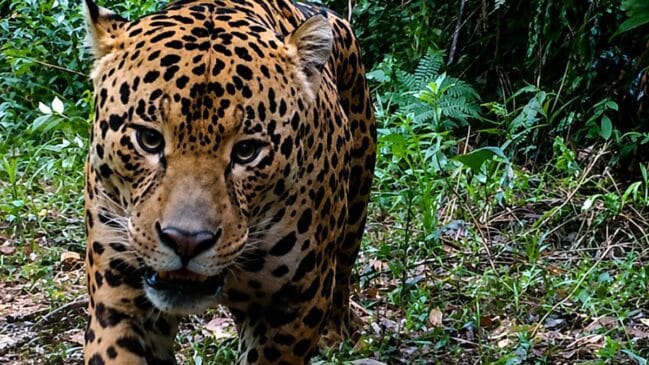Onça/ Foto: Divulgação/Rede de Especialistas em Conservação da Natureza (RECN)