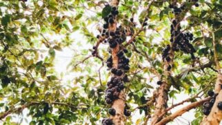 época de jabuticaba em SP