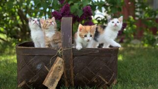 gatos