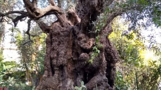 Maior amendoeira do mundo é encontrada na Sicília: a árvore de 500 anos tem uma escada embutida no tronco e impressiona botânicos